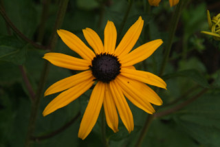 Rudbeckia fulgida 'Goldsturm'Zonnehoed bestellen